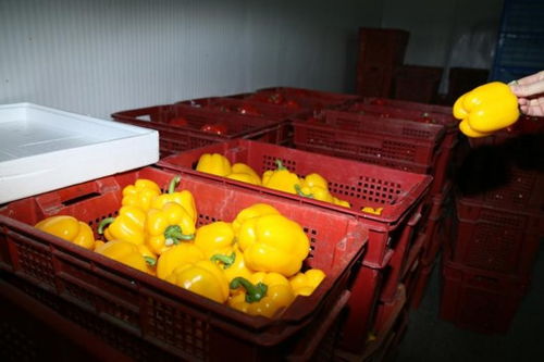 持續嚴寒中的上海果蔬大棚 果菜葉菜豐收忙，苗木茁壯成長