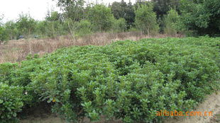 農苗網 一站式綠化苗木采購平臺，海桐球、海棠球工程苗指導價與廠商盡在掌握